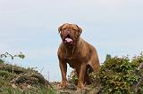 DOGUE DE BORDEAUX 042